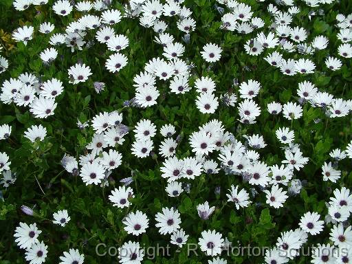 Osteospermum 1 